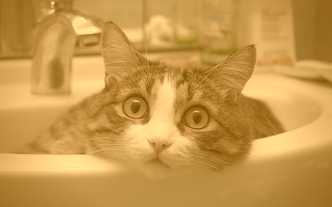 Кошак выглядывает из раковины обои