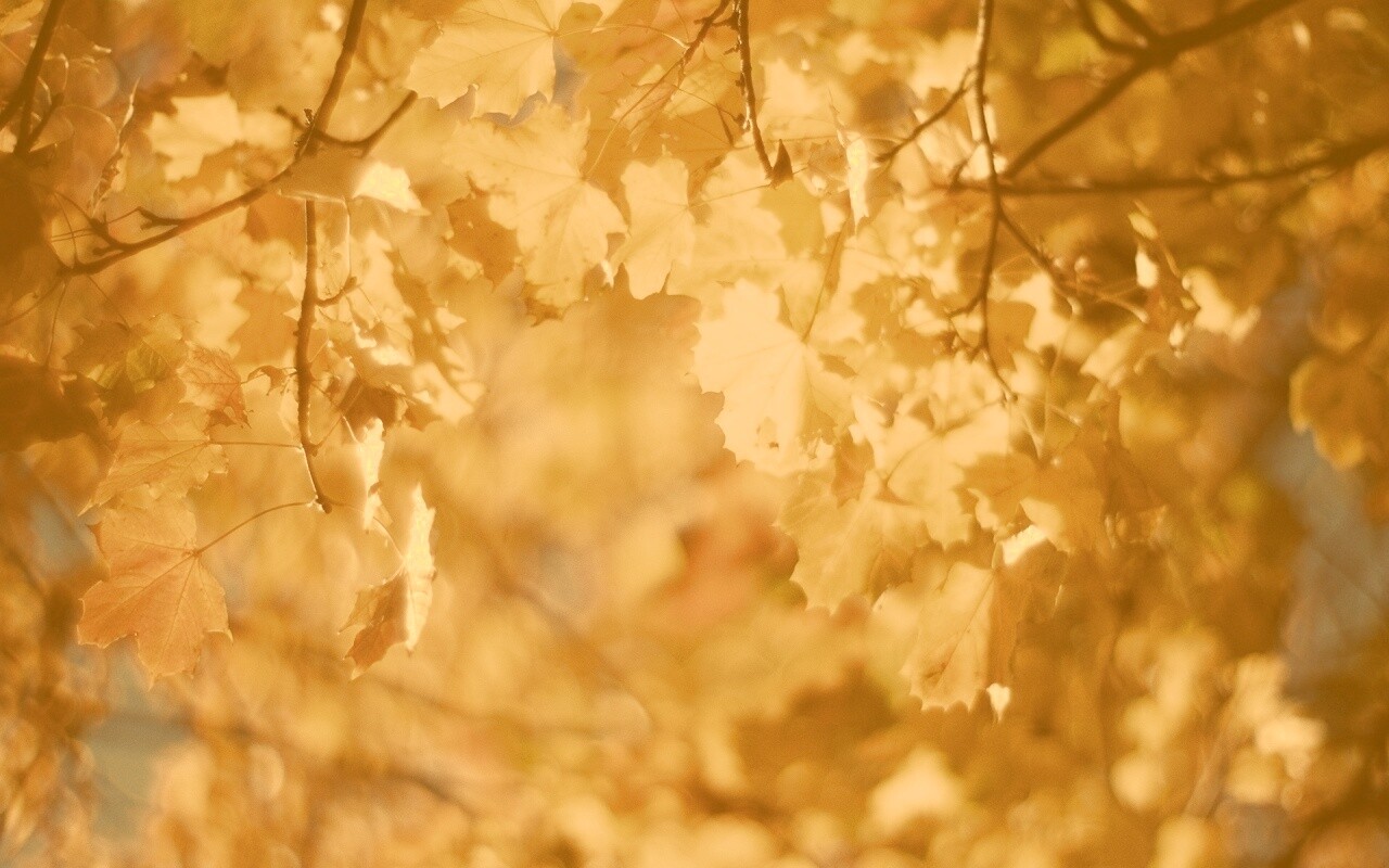 Жёлтые листья обои