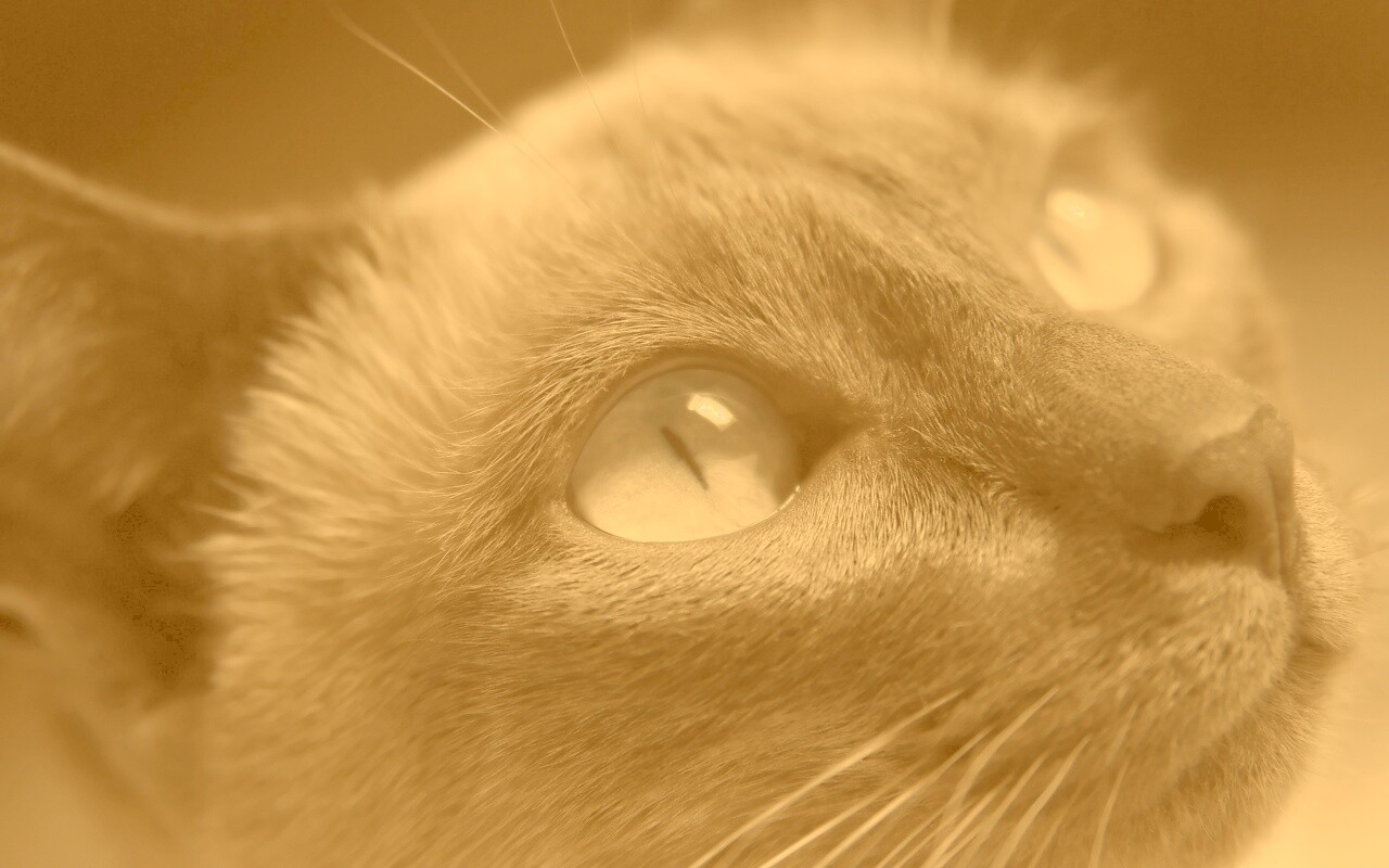 Кот с голубыми глазами обои