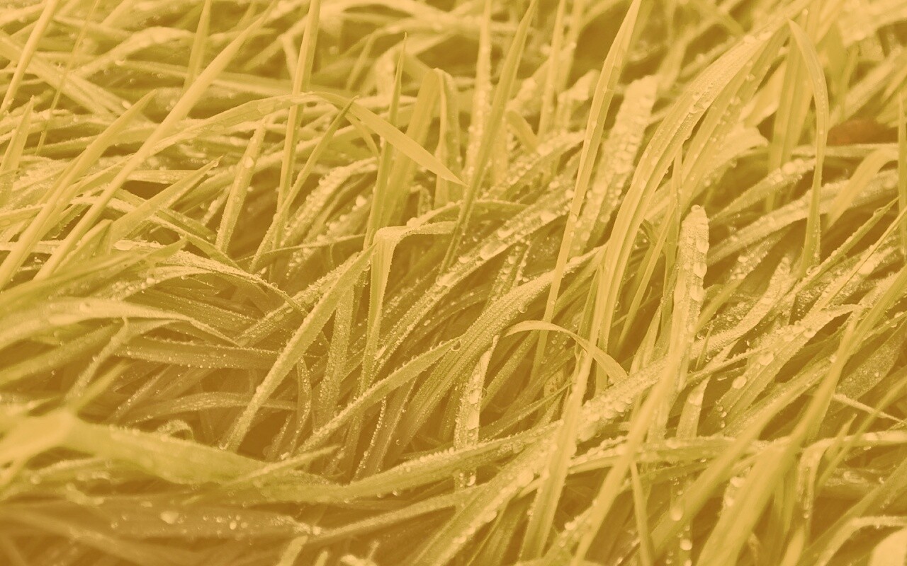 Роса на траве обои