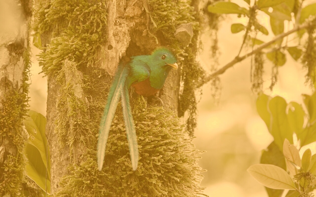 Райская птица в дупле обои