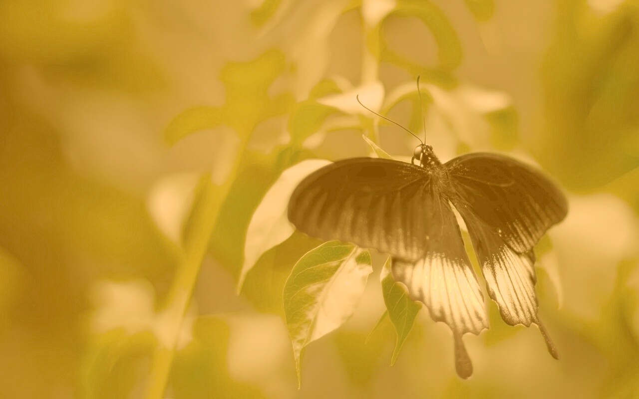 Бабочка с чёрно-белыми крыльями обои