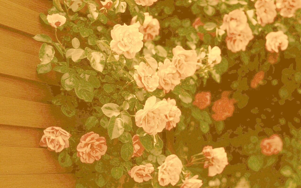 Розовый куст обои