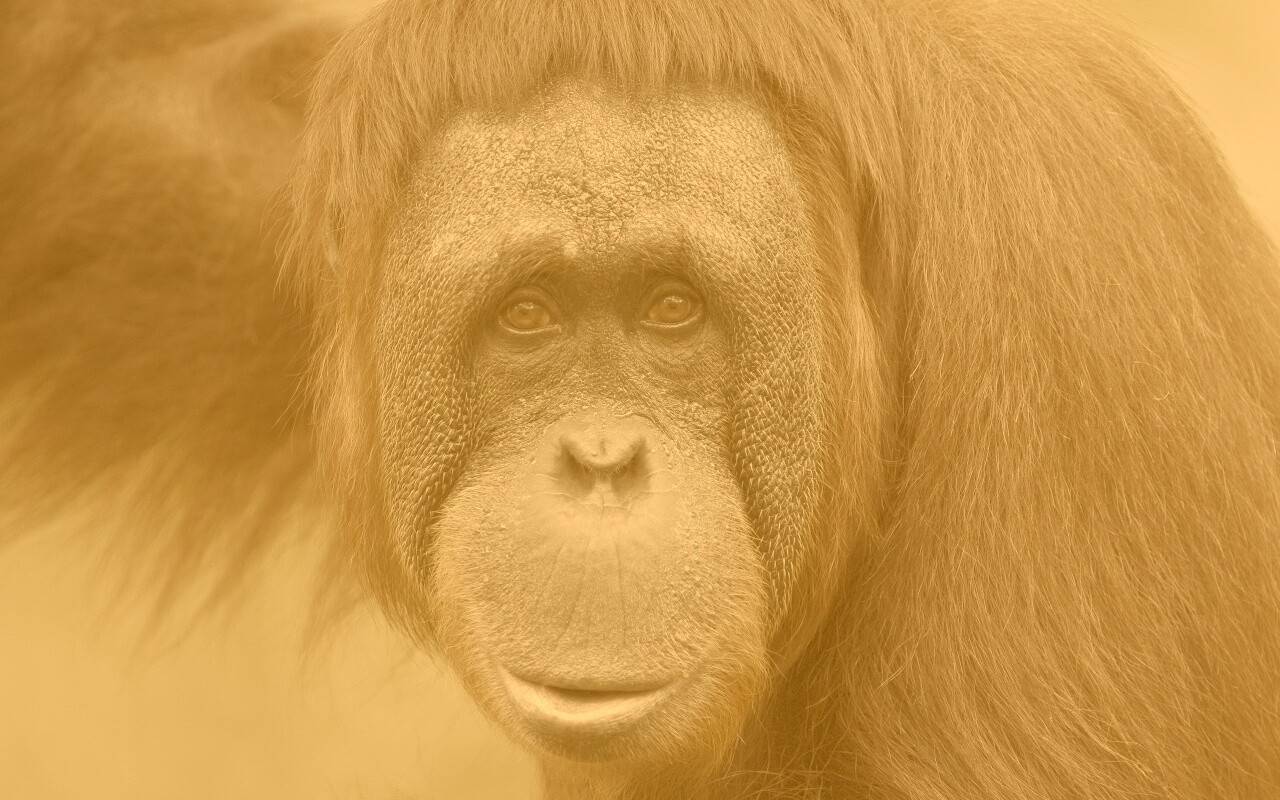 Орангутан обои