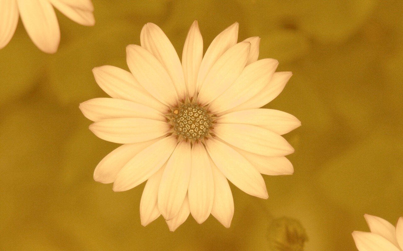 Макро фотография цветка обои