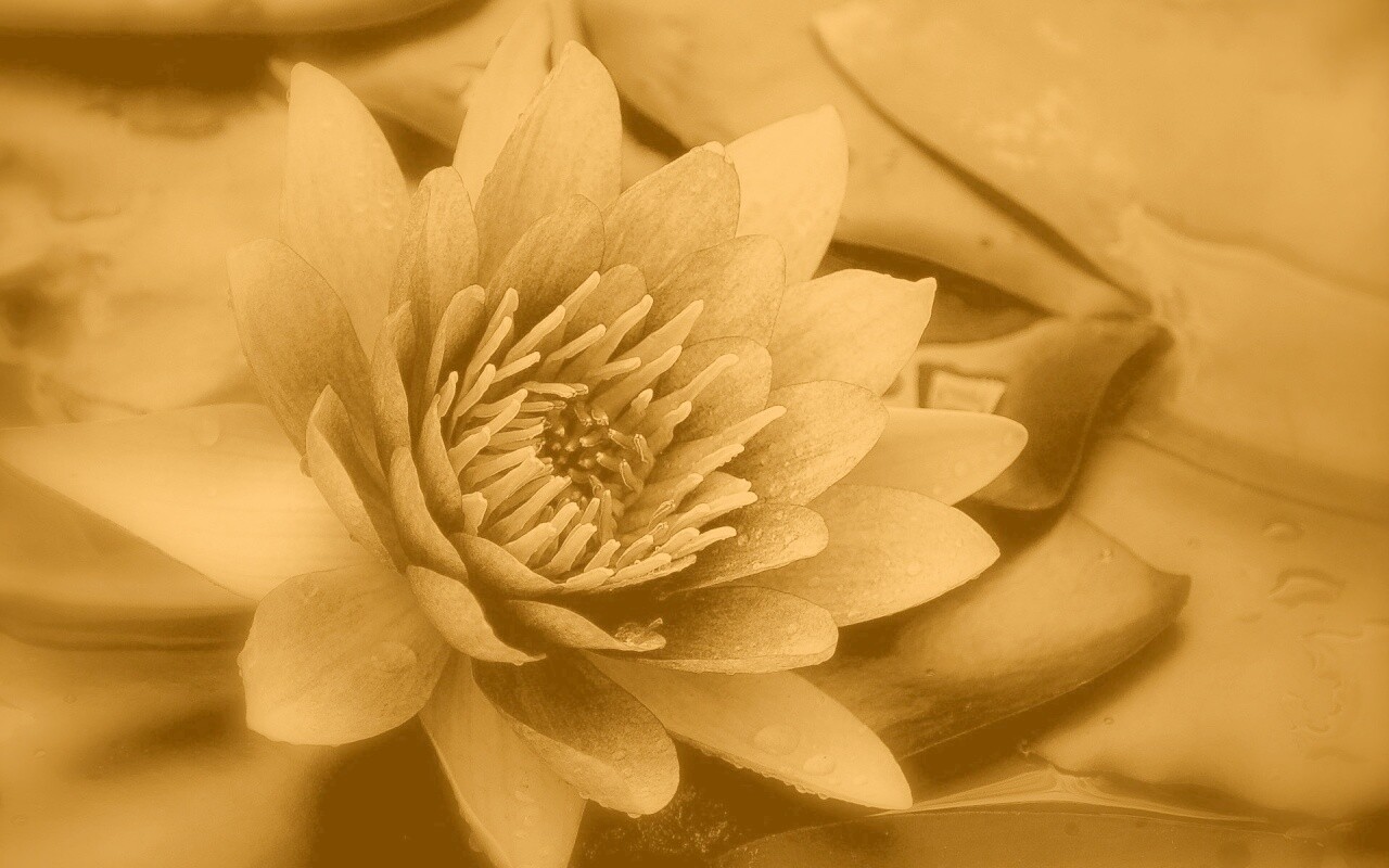 Кувшинка обои