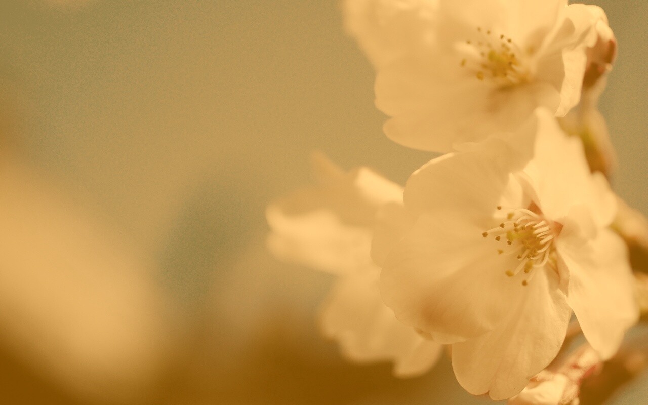 Нежные белые цветы обои