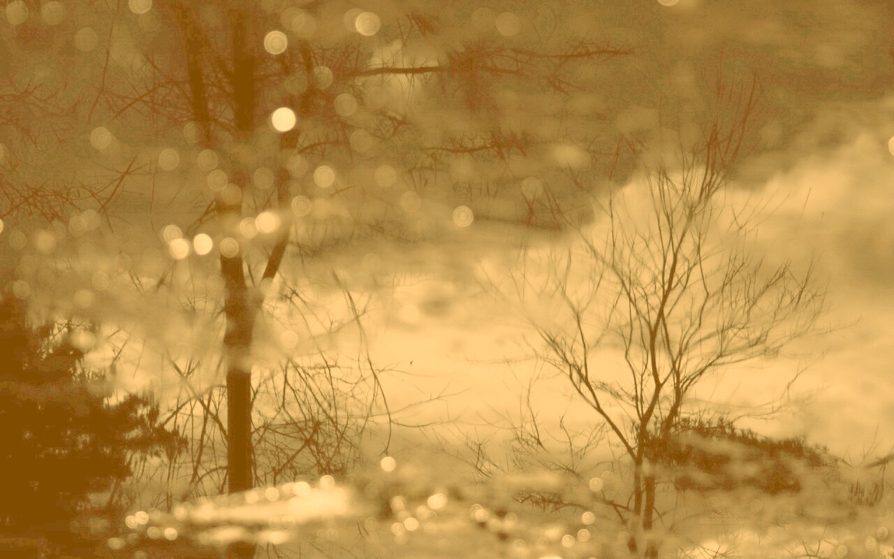 Голые деревья обои