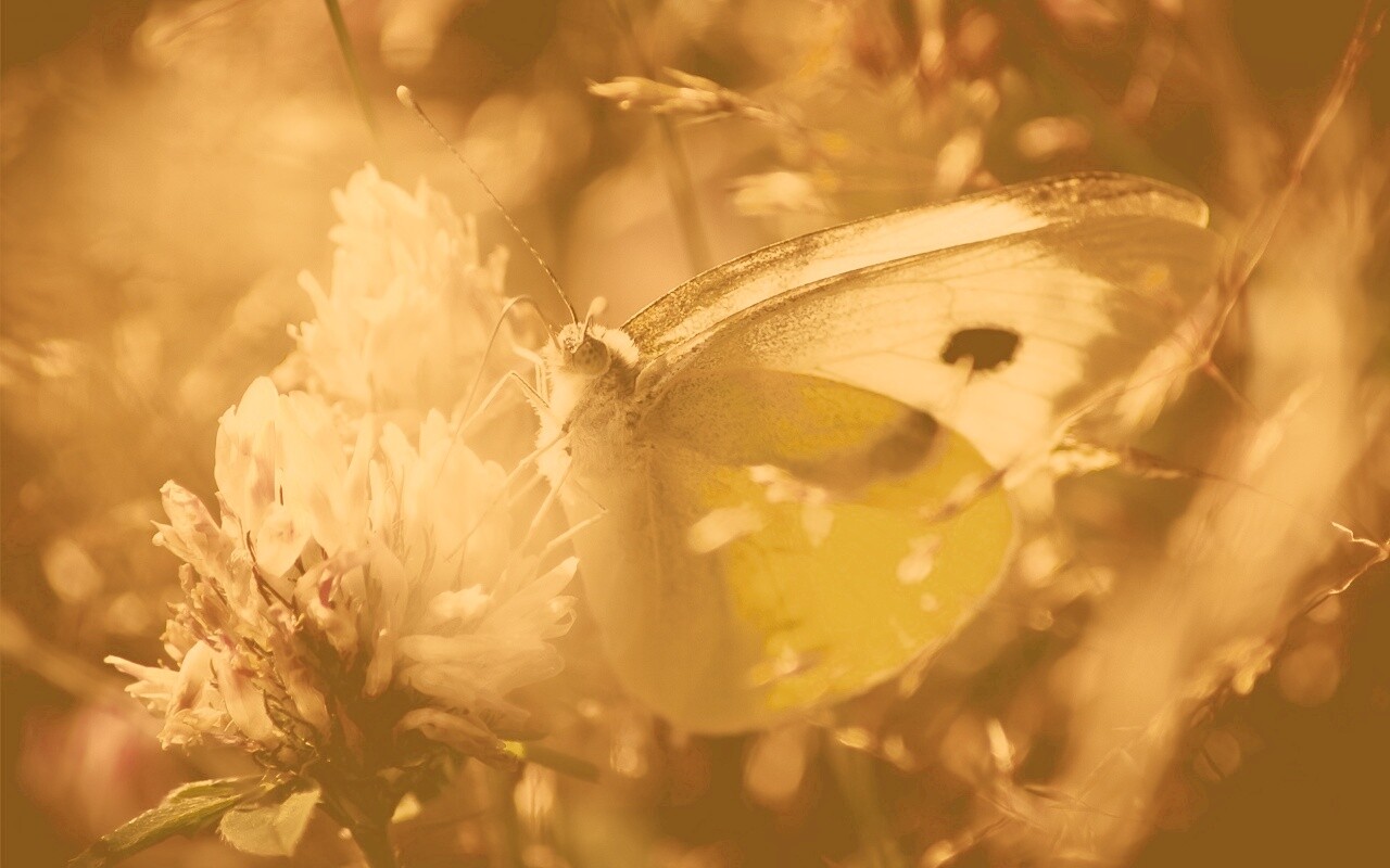 Бабочка на цветке обои