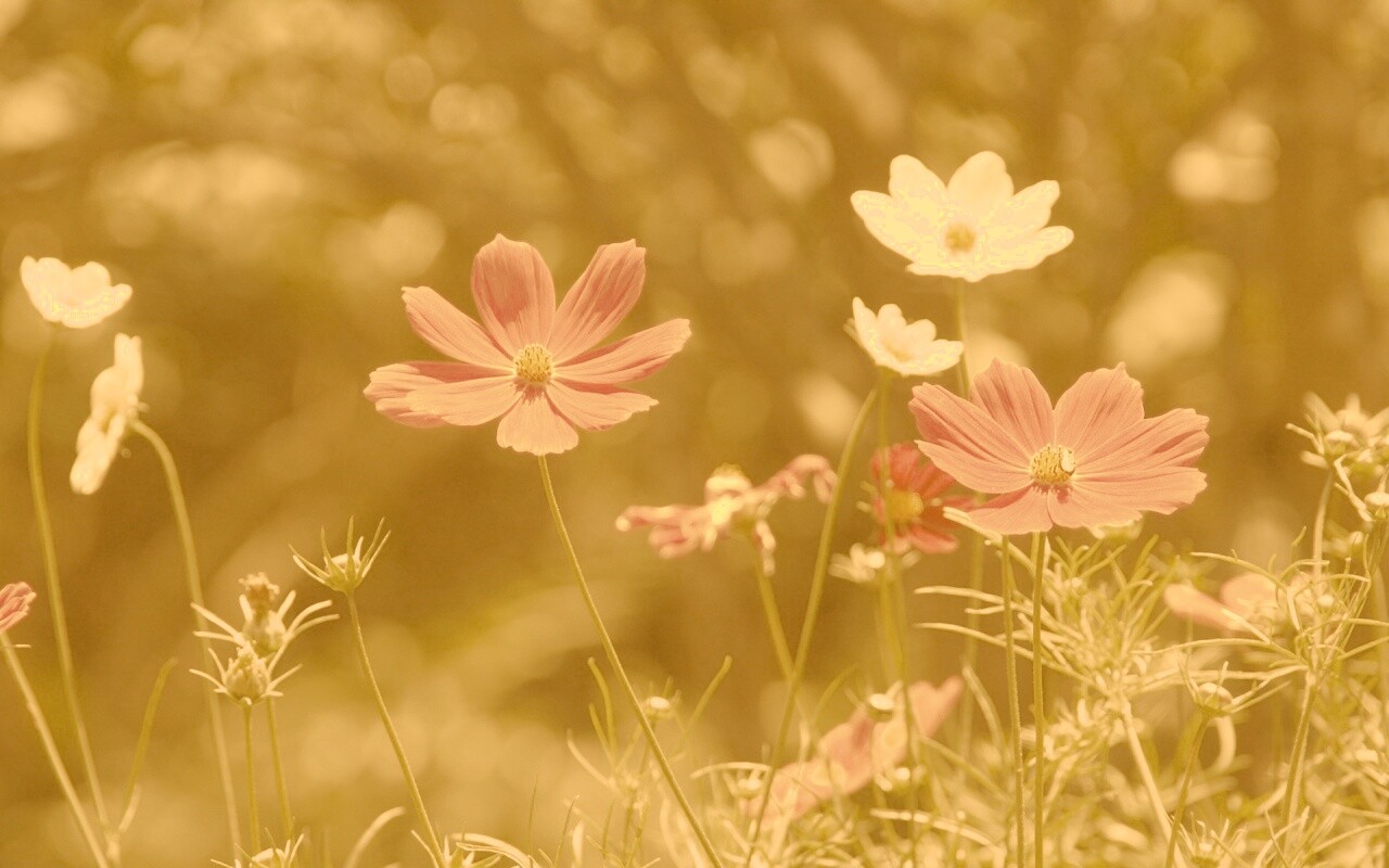 Белые и розовые цветочки обои