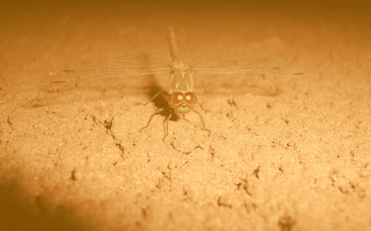 Стрекоза обои