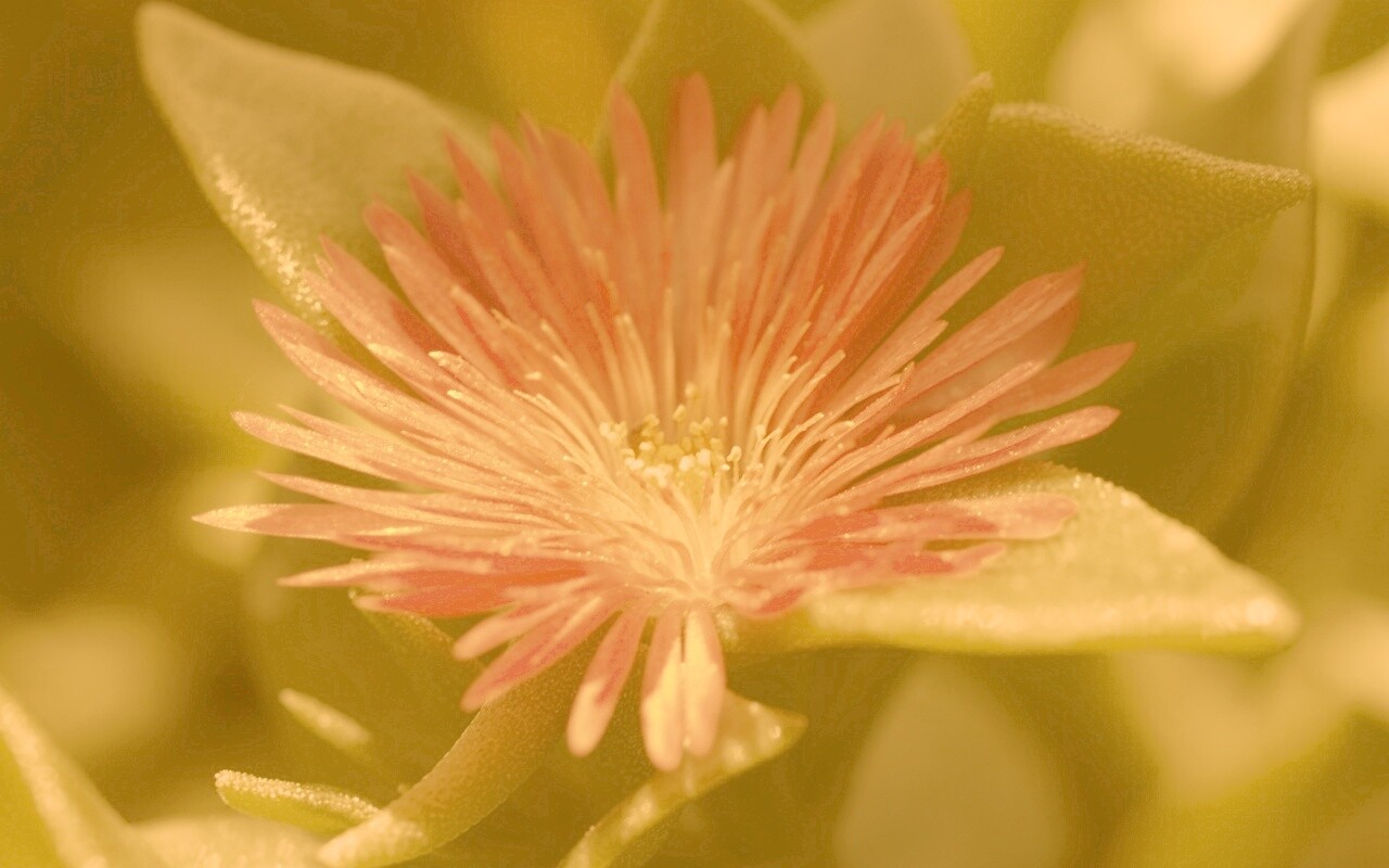 Чудесный цветок обои