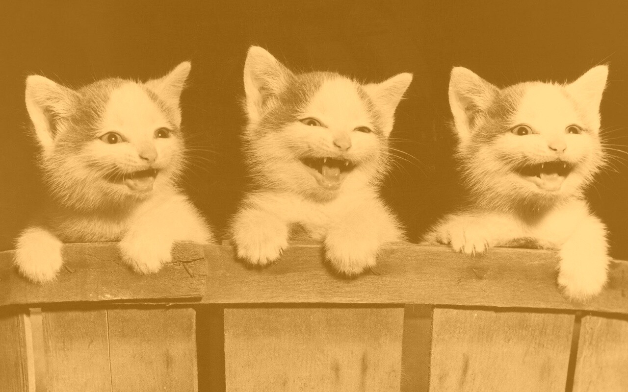 Три милых котенка обои