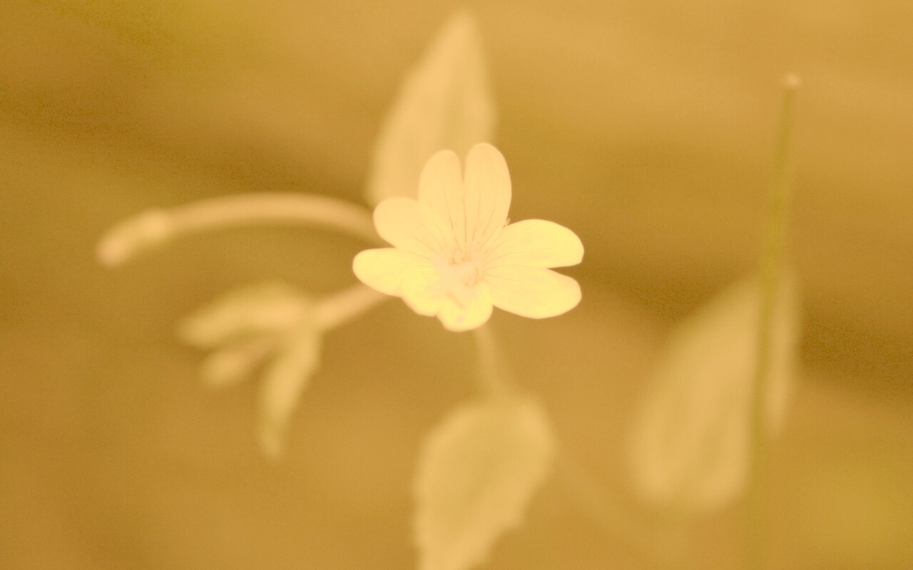Маленький цветок в макро обои