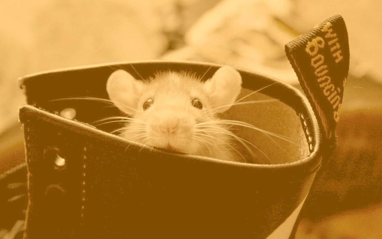 Мышонок выглядывает из ботинка обои