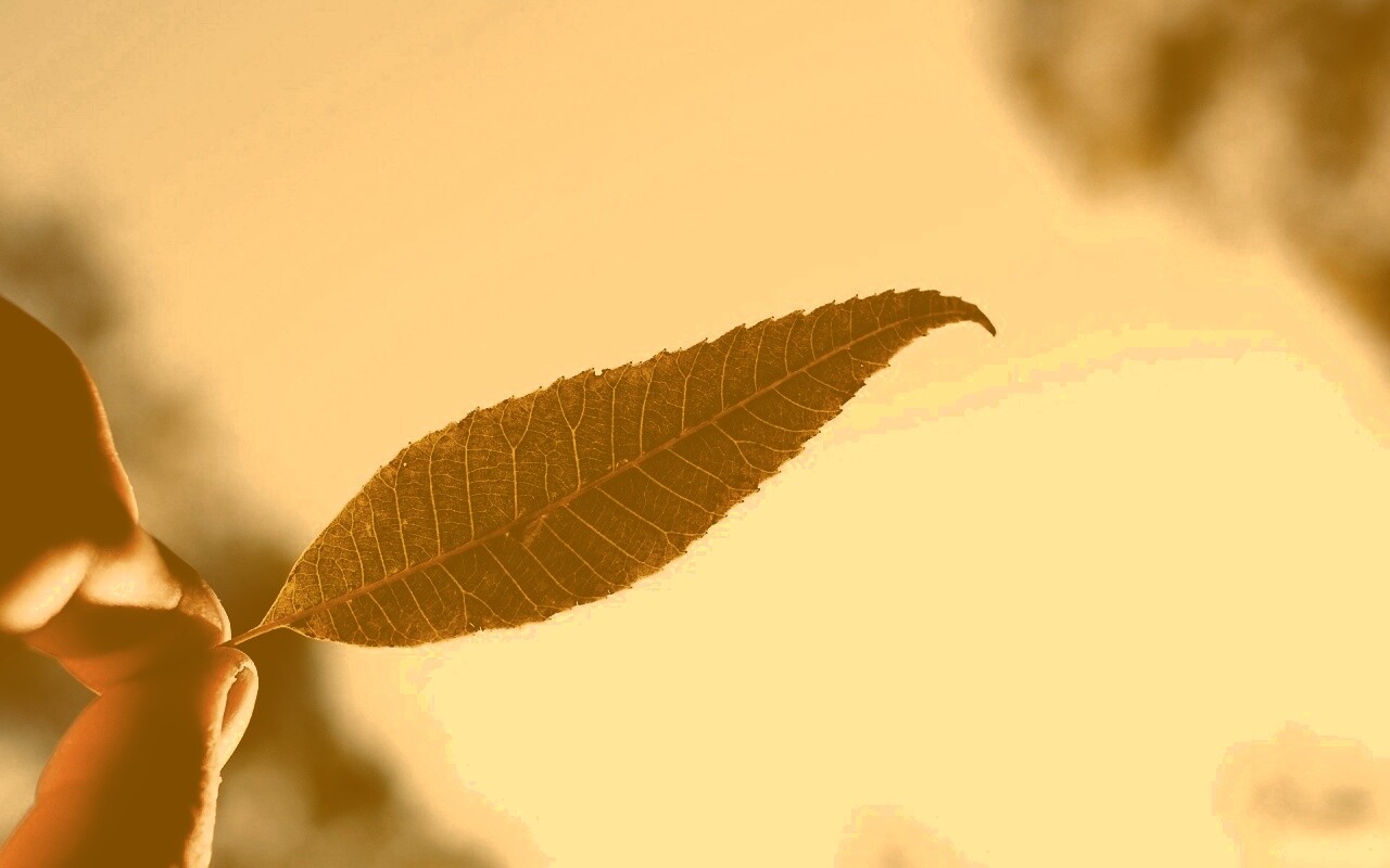 Листик в пальцах обои