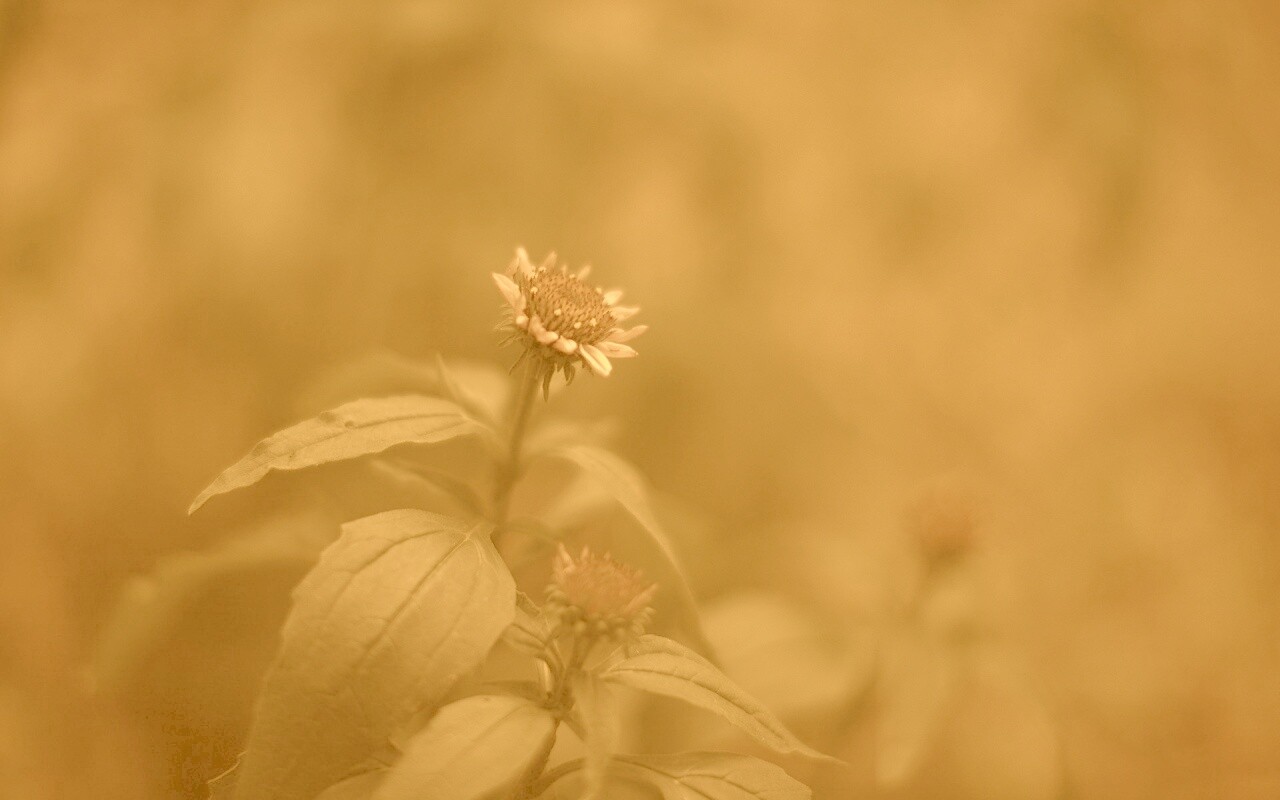 Фотография цветка обои