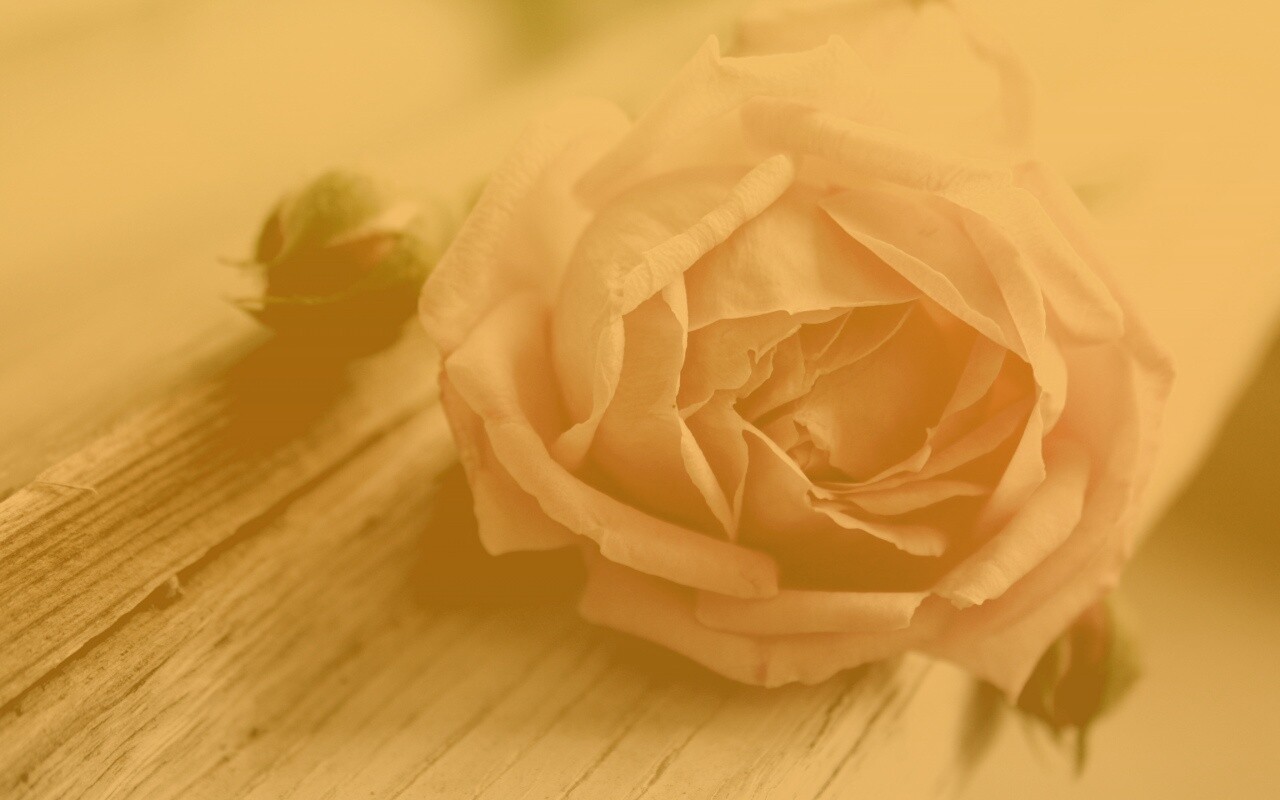 Бутон нежной розы обои