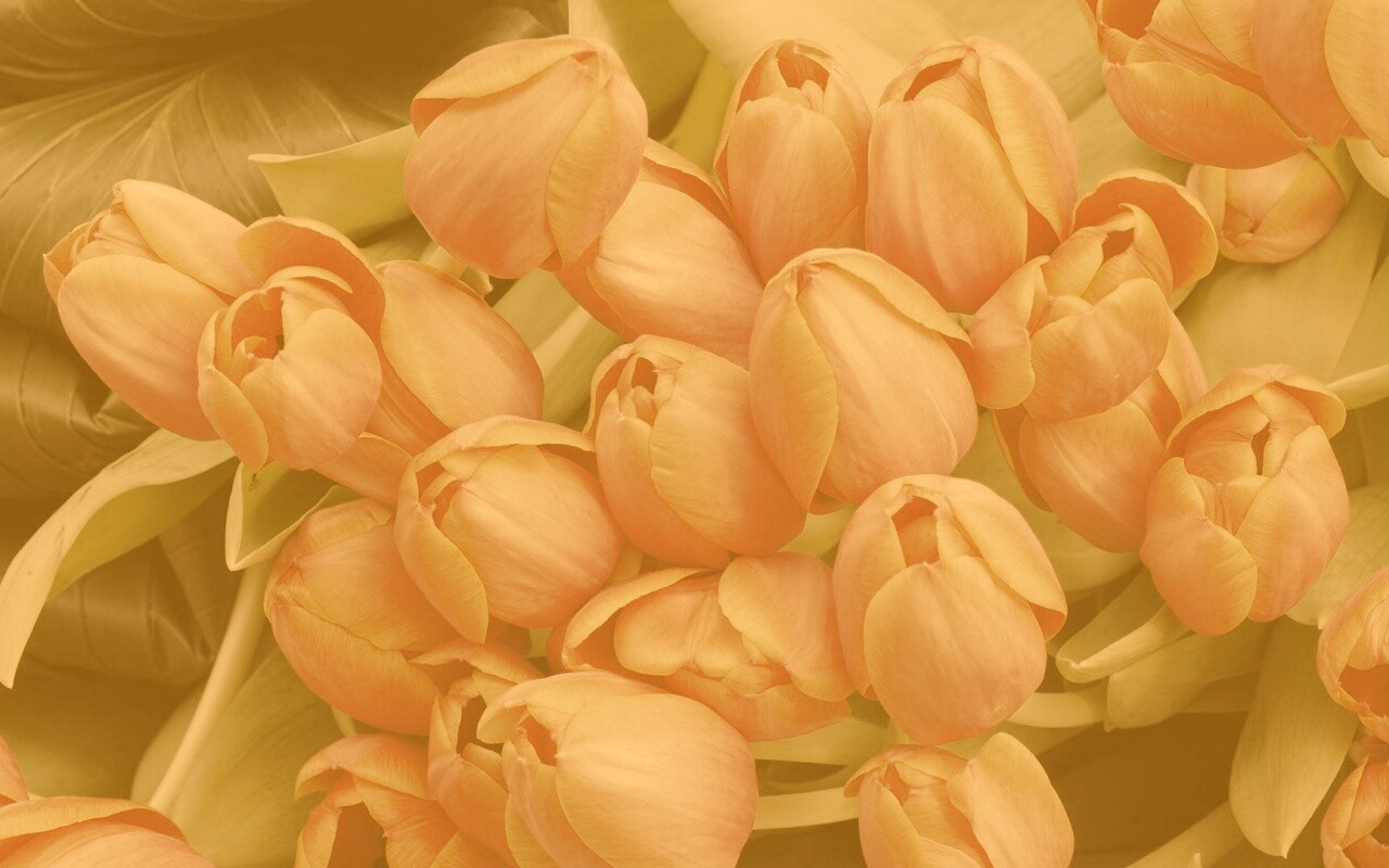 Букет красных тюльпанов обои