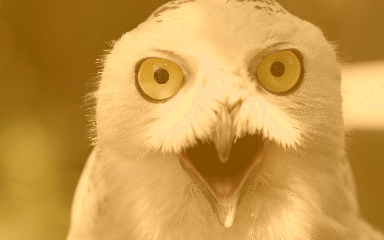 Сова в шоке! обои
