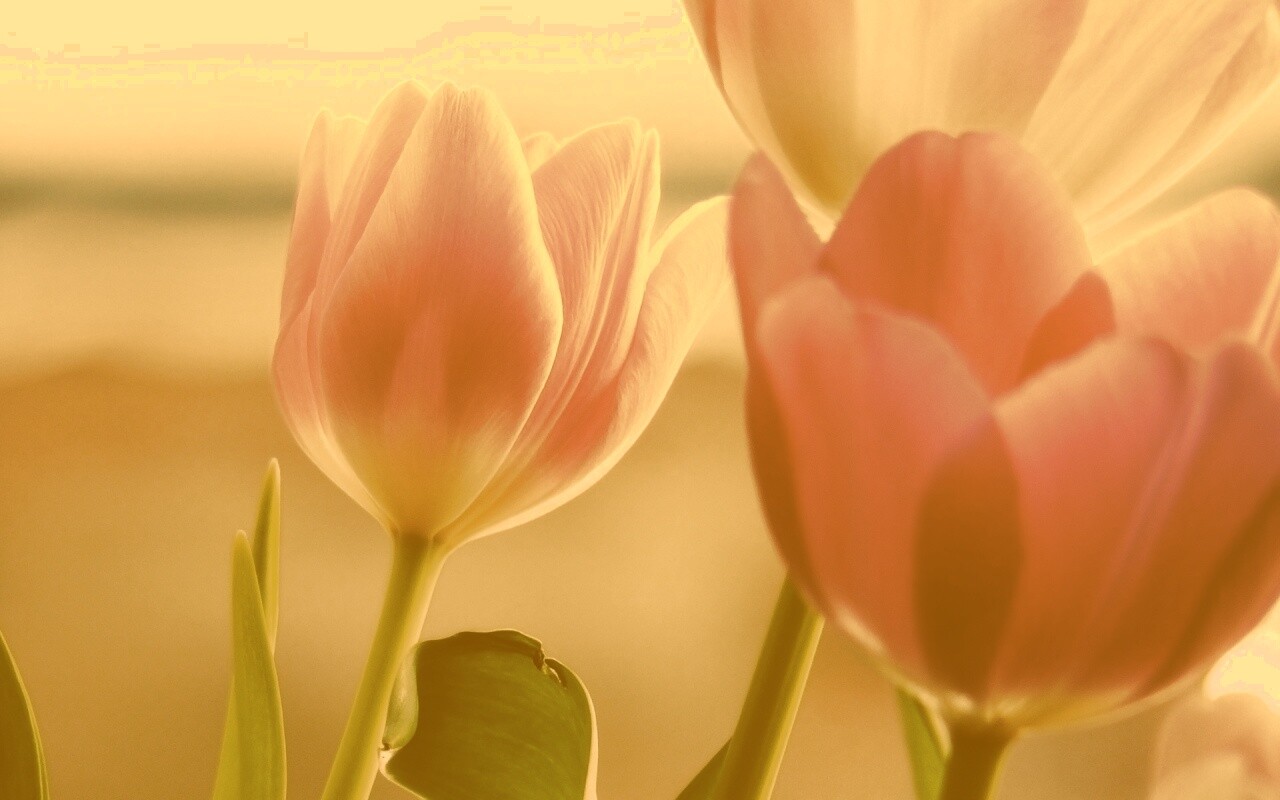 Тюльпаны обои