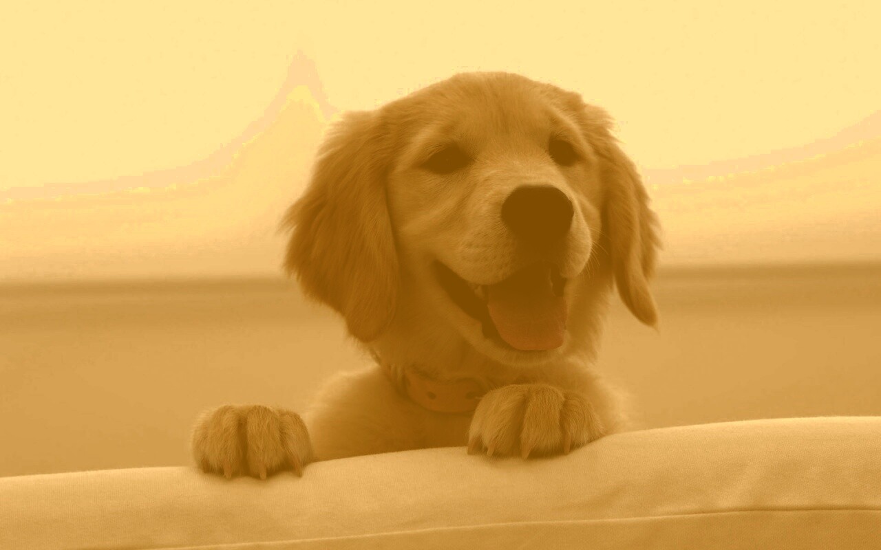 Щенок голден ретривера обои