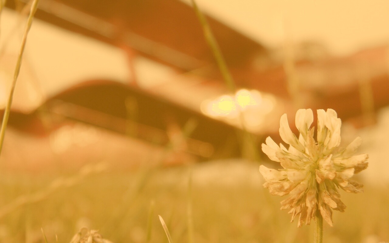 Цветок и красный самолет обои