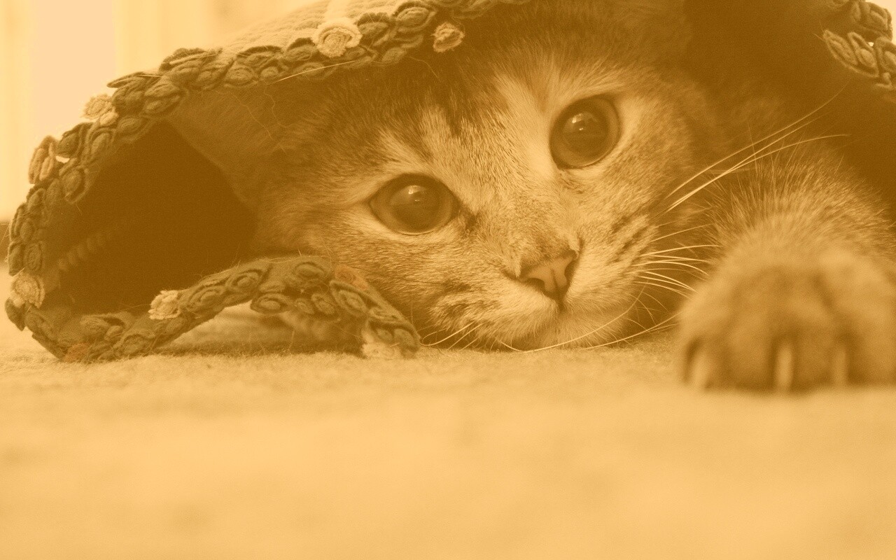 Кот под ковриком обои