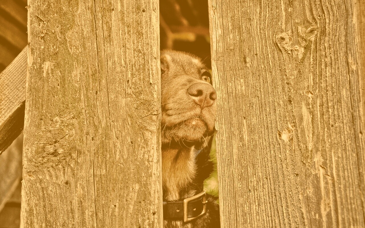 Собака выглядывает из-за забора обои