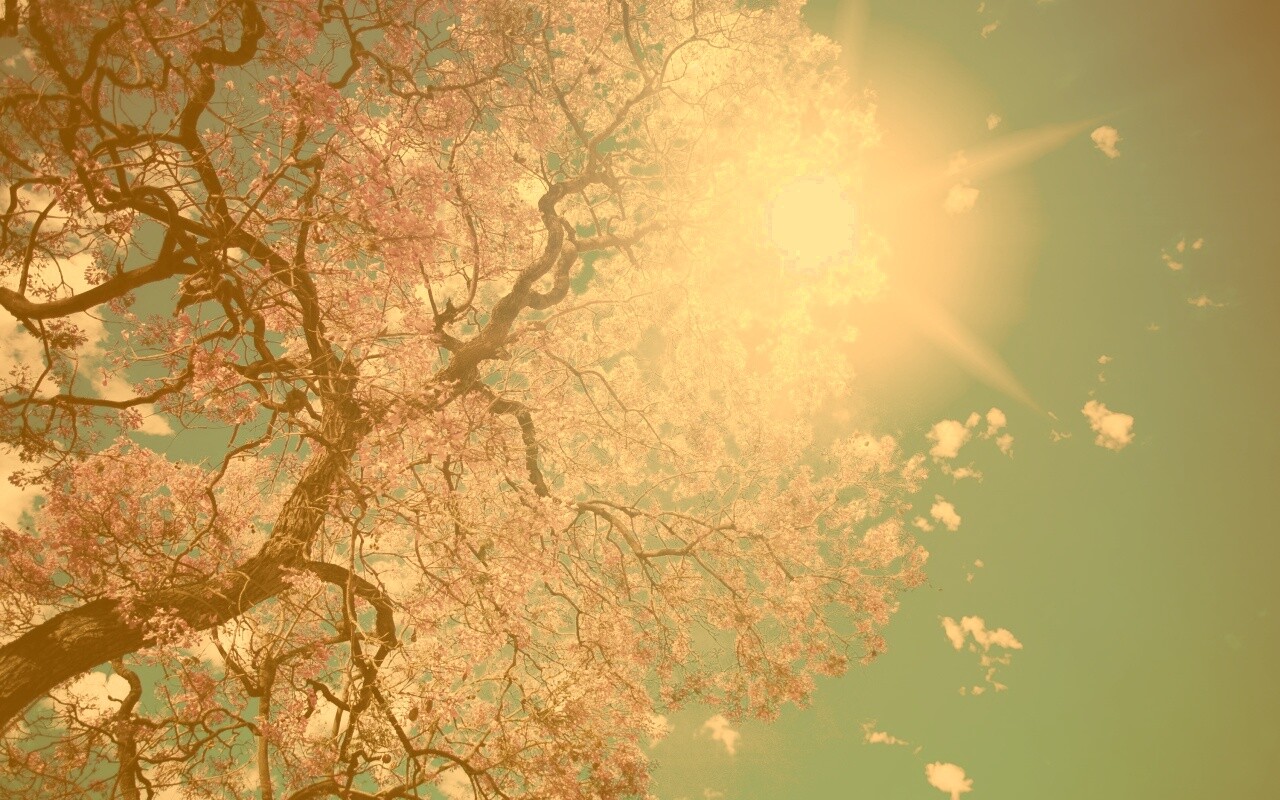 Цветение вишни обои