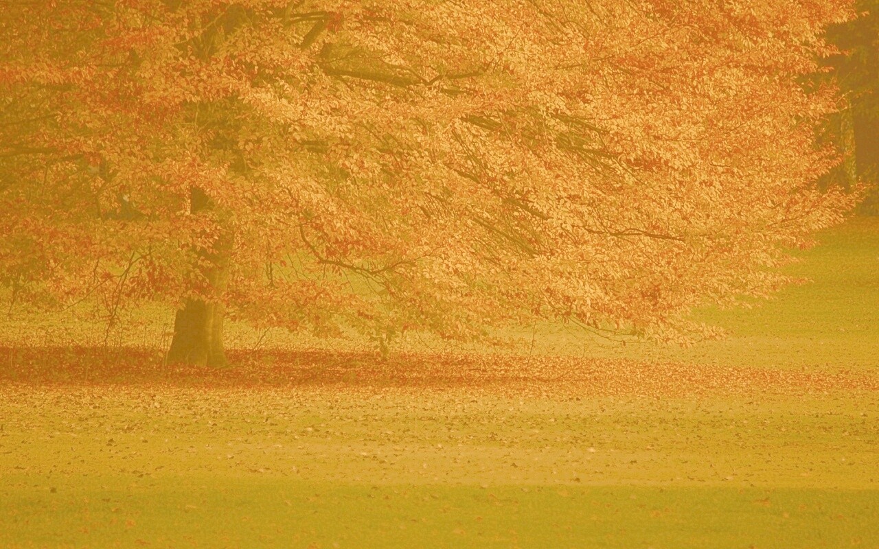Пожелтевшее дерево с облетающей листвой обои