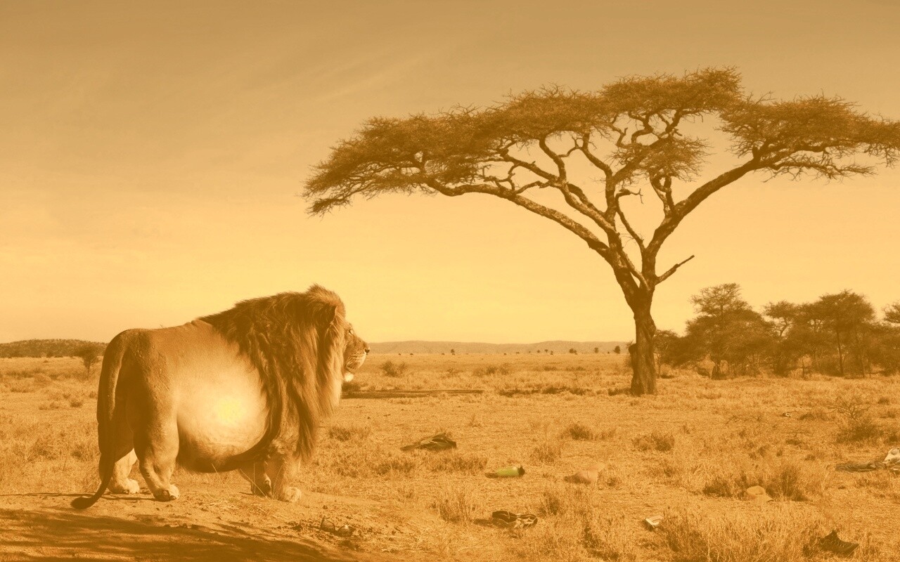 Толстый лев обои