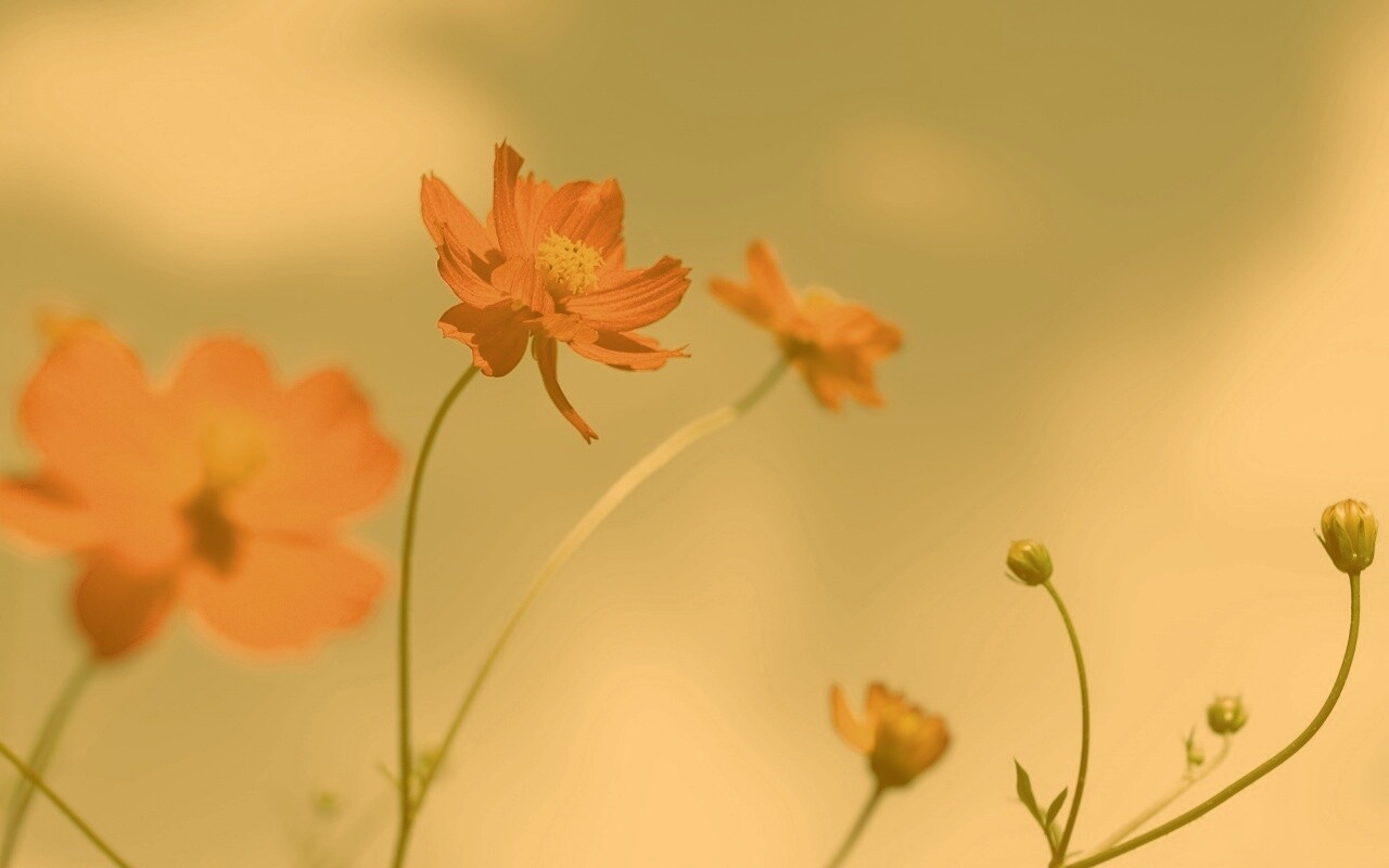 Летние цветы на фоне неба обои