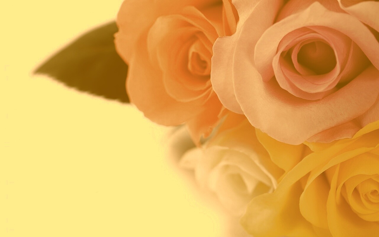 Букет разноцветных роз обои