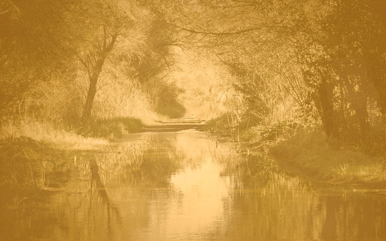 Лесная заросшая река обои