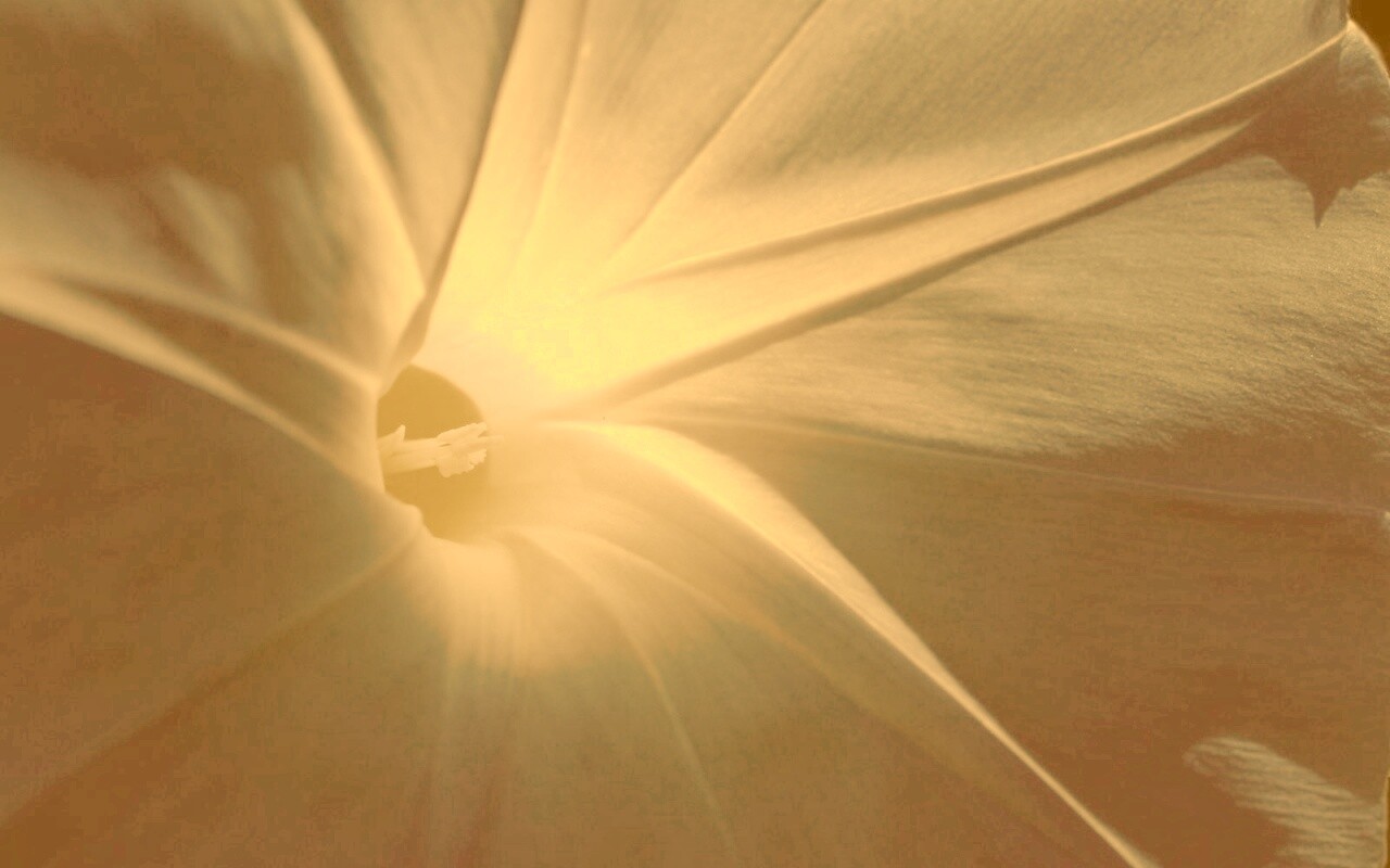 Нежный голубой цветок обои