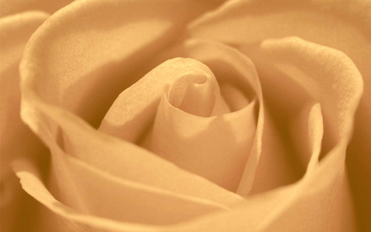 Фиолетовая роза макро обои