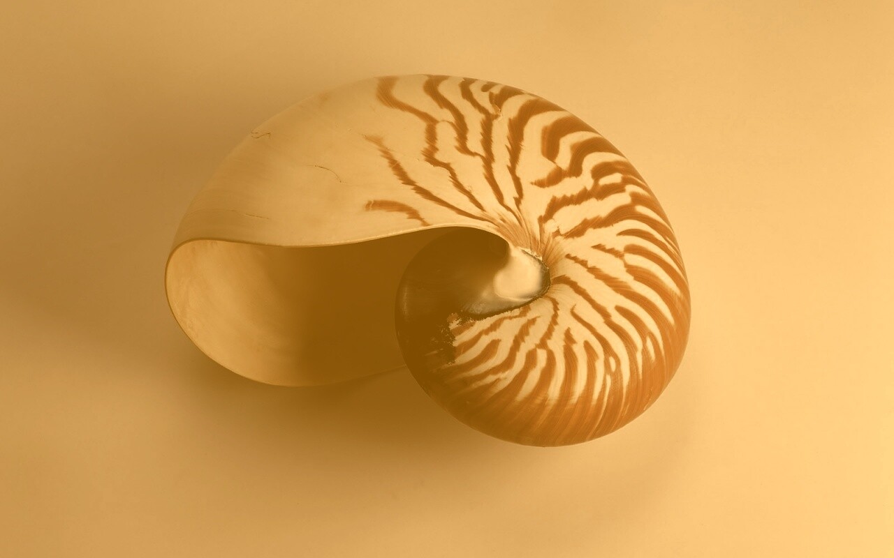 Ракушка в полоску обои