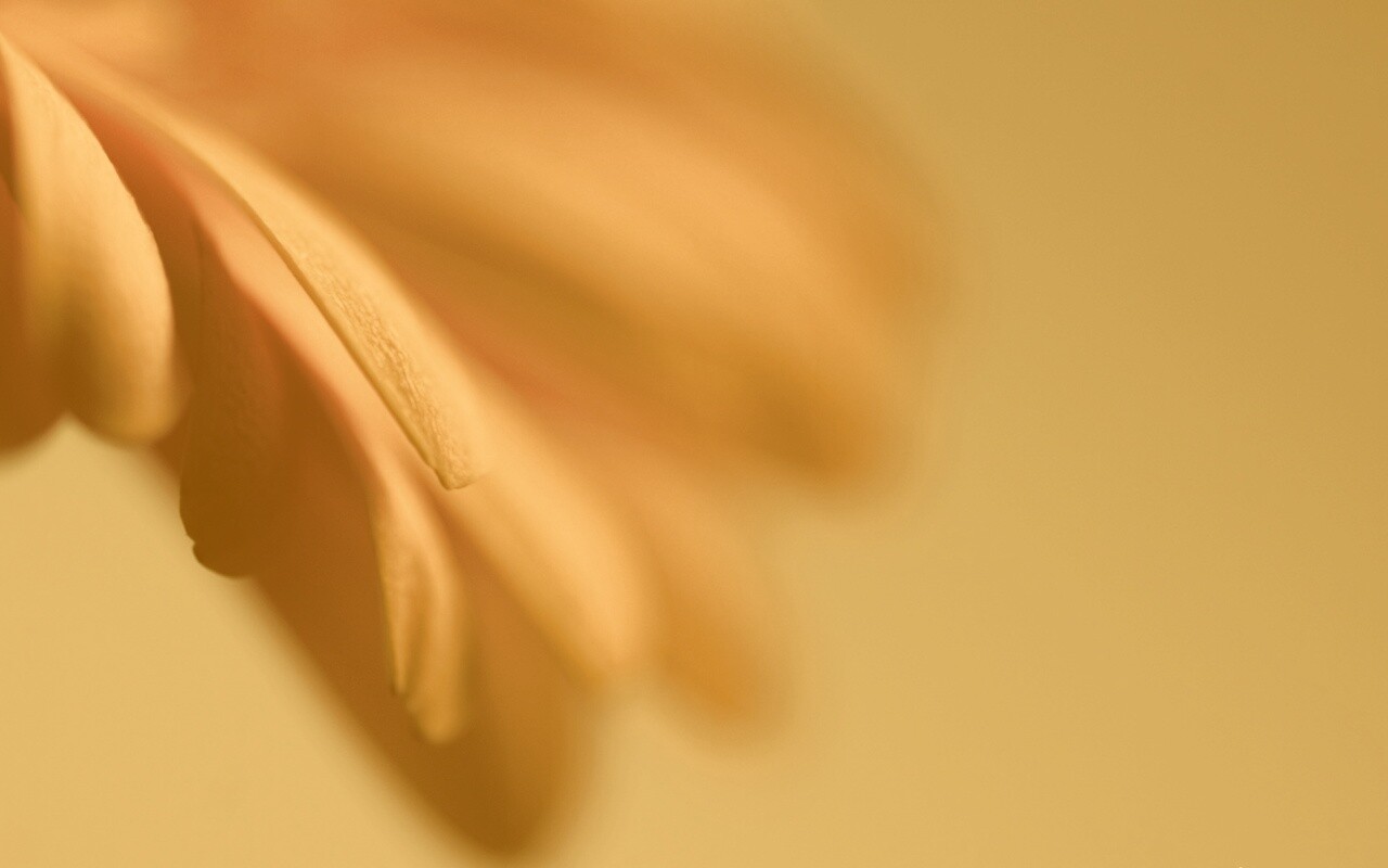 Лепестки цветка в макро обои