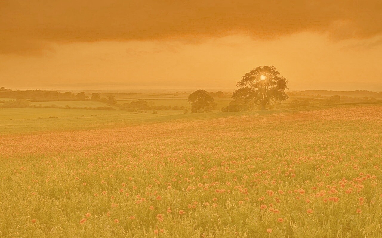 Закат на поле красных цветов обои
