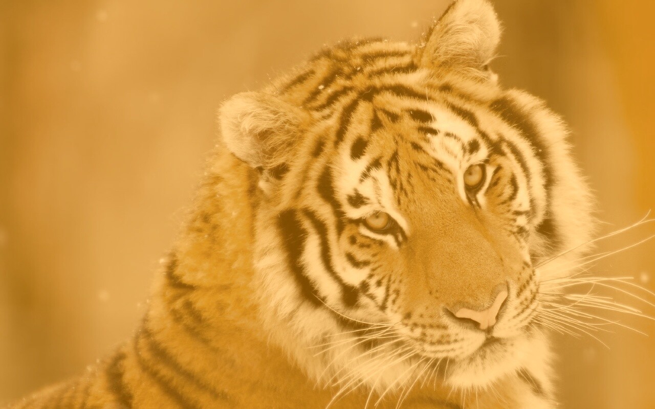 Тигр оборачивается обои