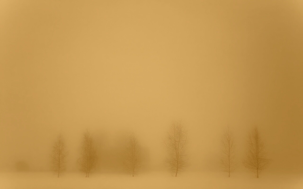 Деревья в тумане обои