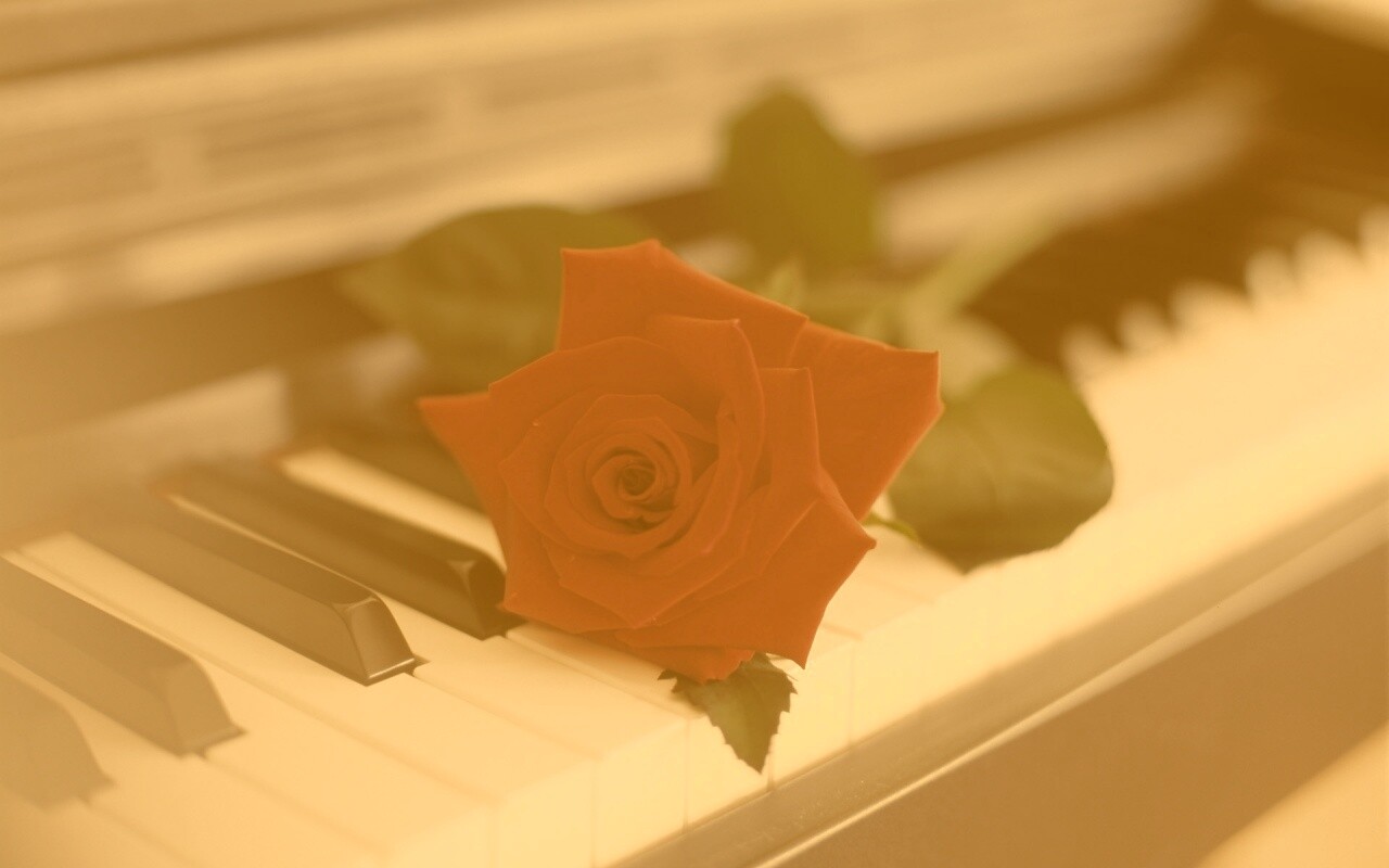 Роза на клавишах пианино обои
