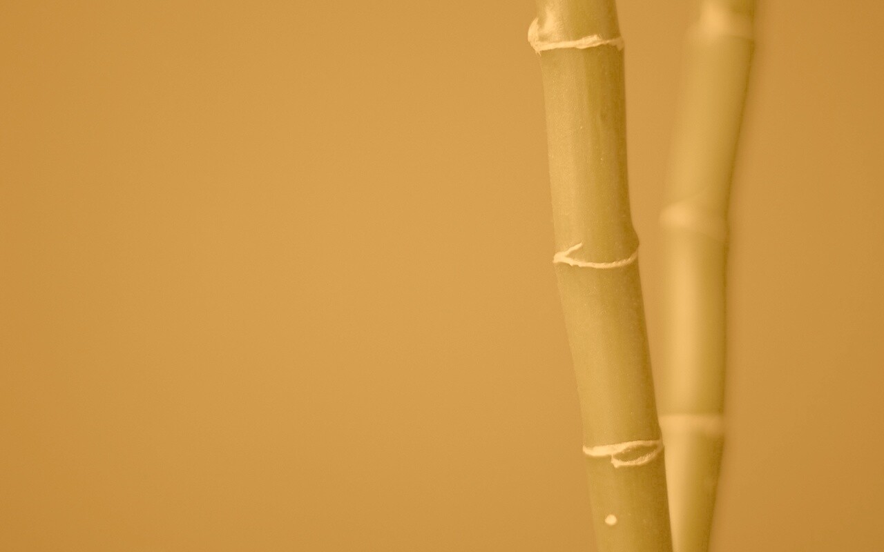 Макро фото стебля бамбука обои