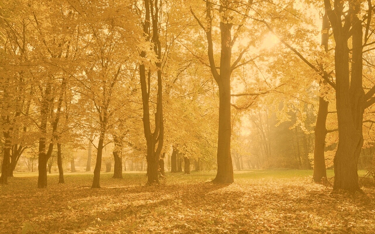 Осенний листопад в парке обои