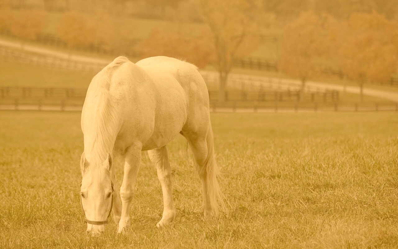 Красивая белая лошадь обои