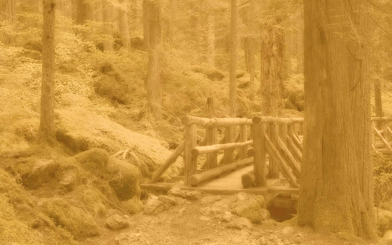 Бревенчатый мост в лесу обои