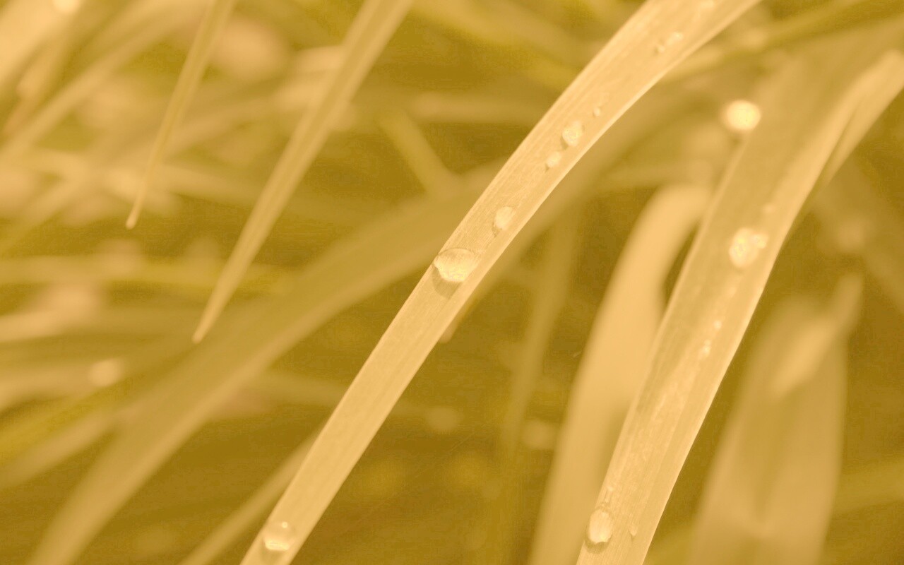 Капли росы на траве обои