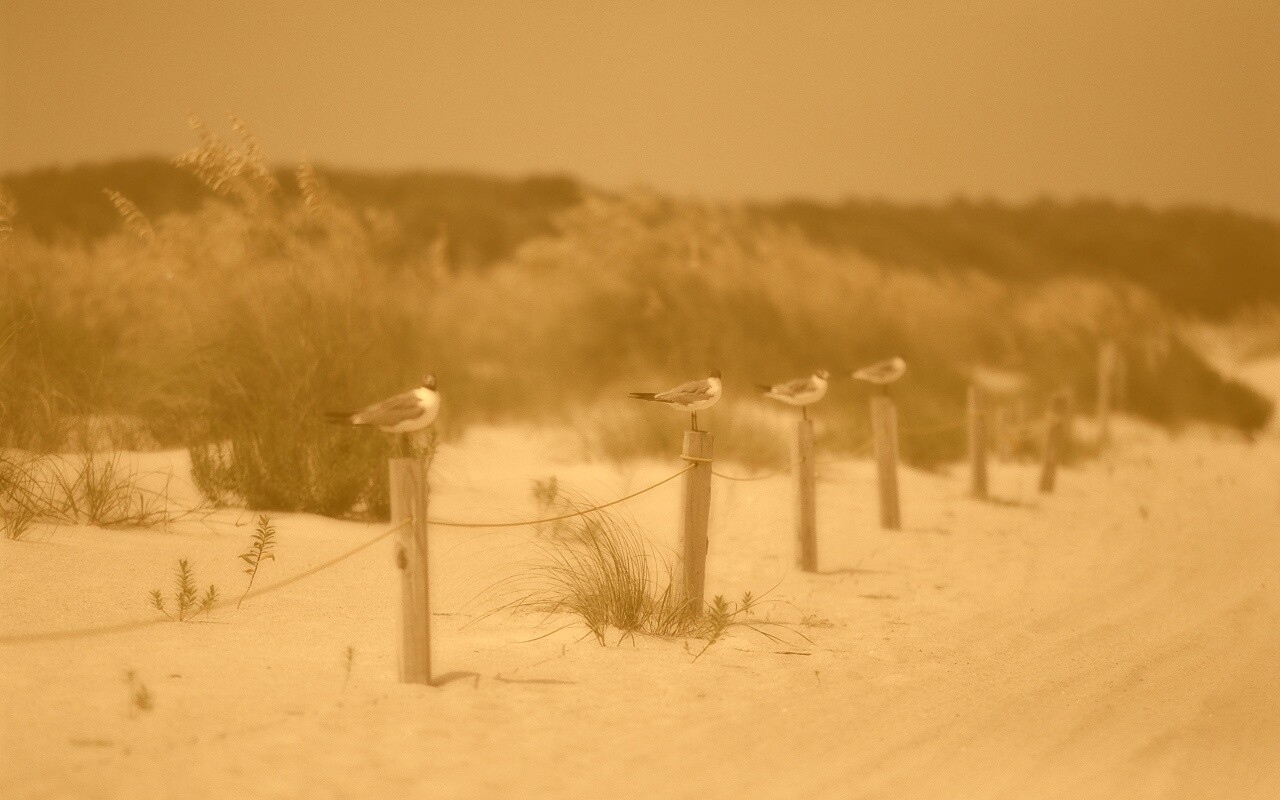 Птички на столбиках обои