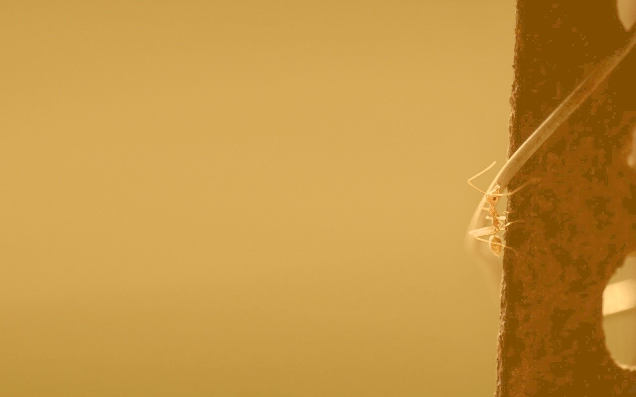 Муравей-пожарник обои